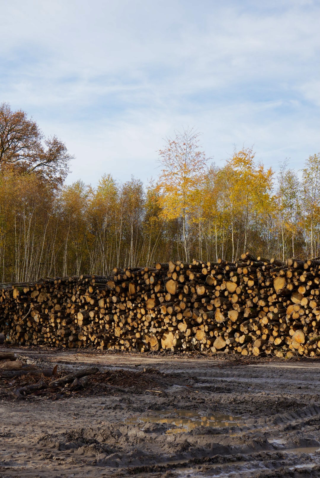 VMV Bois – Carrousel Parcours du bois